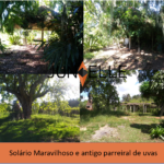 sitio zelia viamão - junielle corretora - solario e parreiral
